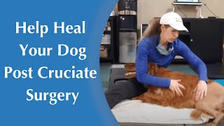 How to Help Your Dog Heal After Cruciate Surgery  Increasing Range of Motion [upl. by Henson]