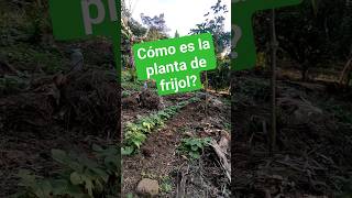 Cómo es la planta de frijol Cómo es un árbol de frijol [upl. by Uri483]