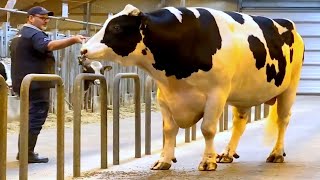 Huge Holstein Friesian Bulls [upl. by Loma351]