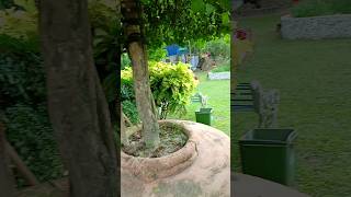 🌲👩‍🦯🎄⚘️BALURGHAT PARK🌹 🪴👩‍🦯🎄shortvideo short shorts ytshorts trending video [upl. by Ahsielat]