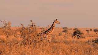 Serengeti National Park Safari Travel  Fuji XT4 cinematic 4K [upl. by Noruq]