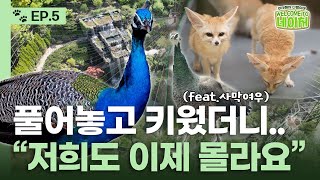 동물원이 공작을 풀어놓으면 생기는 일 🦚ㅣ웰컴투네이처ㅣEP5 [upl. by Aryl]