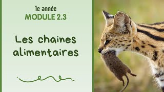 1e année  Module 23  Les chaines alimentaires [upl. by Dorin]