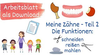 Meine Zähne Teil 2  Die Funktionen der Zähne Sachunterricht Grundschule  mit Arbeitsblatt [upl. by Hussar]