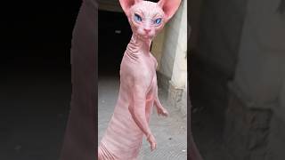 Happy sphynx cat crazy funny dance [upl. by Langston207]