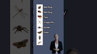 Insects Vocabulary P2 English Stories [upl. by Eidnas535]