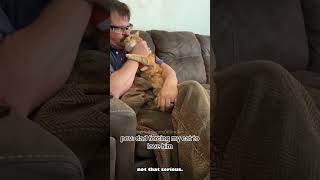 Orange Cats Behavior Compilation [upl. by Pul]