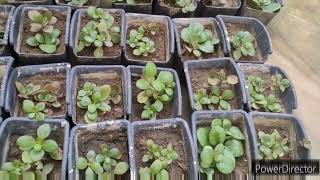 Kalanchoe  Grow from cuttings for vertical garden [upl. by Georgie]