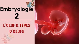 Embryologie  L’œuf et les types d’œufs   2020  شرح بالدارجة [upl. by Nospmis]