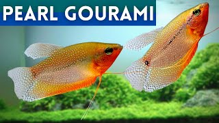 Pearl Gourami Health Keeping Your Fish in Top Condition  Trichopodus leerii [upl. by Trebla]