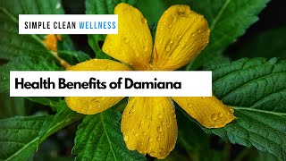 Health benefits of damiana [upl. by Aruon]