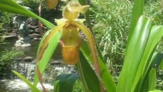 Phragmipedium Wössner Supergrande a slipper orchid with long red petals in bloom beside waterfall [upl. by Nairdad]