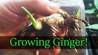 How To Grow Ginger  The Definitive Guide [upl. by Gmur392]