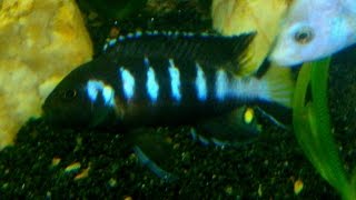 Pseudotropheus elongatus quotChewerequot [upl. by Moonier934]