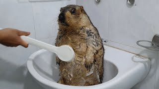 The first time marmot bathed with a brush [upl. by Enial]