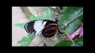 quotHeliconiusFalterButterflyquot Ein Video von Karin und Wolfgang Schmökel [upl. by Myrt]