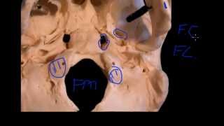 Mandibular nerve [upl. by Seyler139]