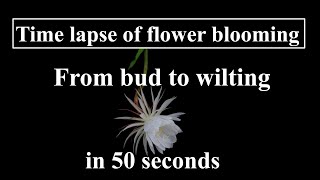 Time lapse of flower blooming From bud to wilting in 50 seconds [upl. by Bernj238]