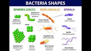 Microbiology of Bacterial Morphology amp Shape [upl. by Anital596]