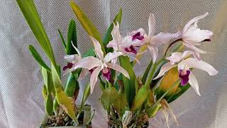 Como Cultivar Cattleya Laelia purpurata [upl. by Nanette]