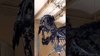 Nachts im Museum  Tristan Otto im Berliner Naturkundemuseum Tyrannosaurus trex dinosaur shorts [upl. by Lalaj463]