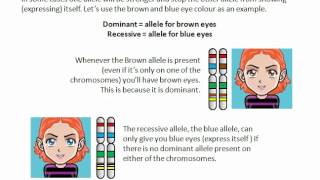 Dominant and Recessive traits [upl. by Harmony]