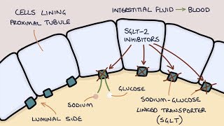 How does Dapagliflozin work Understanding SGLT2 inhibitors [upl. by Sillyrama832]