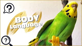 Budgie Body Language What is My Budgie Showing me [upl. by Hy827]