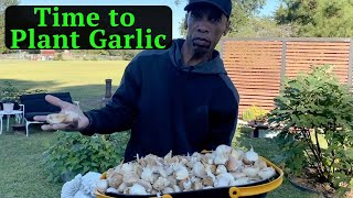 Time to plant garlic garden gardening [upl. by Ashlin]