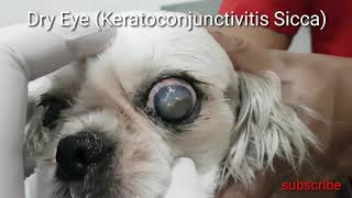 Dry Eye in Dog Keratoconjunctivitis Sicca [upl. by Ariahs]