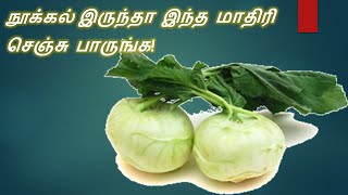 நூக்கல் இருந்தா இந்த மாதிரி செஞ்சு பாருங்க  How to prepare Nookal Turnip Nukol recipe  Tamil [upl. by Easlehc]