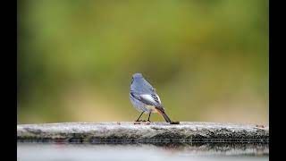 Kara kızılkuyruk » Black Redstart » Phoenicurus ochruros [upl. by Lady]