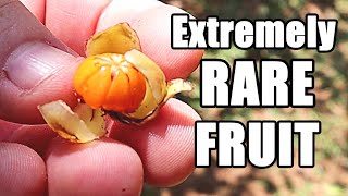 We Found a Very Rare Fruit from the Seychelles  Dillenia ferruginea Review  Weird Fruit Explorer [upl. by Mosi]