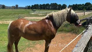 Fernances Creek Haflinger Horses and Events  Rialta [upl. by Kotto]