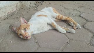 Rescue poor cat in very bad condition only his eyes are moving [upl. by Mariejeanne]