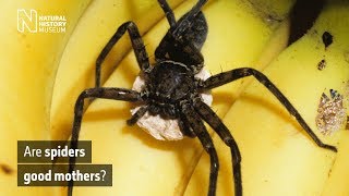 Are spiders good mothers  Natural History Museum [upl. by Nan]