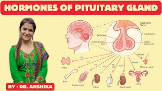 Hormone of the Pituitary Gland Explained  Anterior amp Posterior Pituitary Hormone PituitaryGland [upl. by Munshi31]