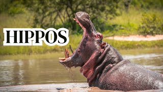 Hippos  All About Hippos for Kids  Hippopotamus for Children  Animal Videos for Kids [upl. by Siseneg636]