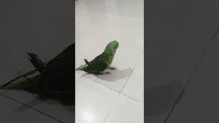 Chane ko English mein kya kahate Hain chana subscribe comedy parrot [upl. by Reede381]