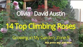 Olivia 14 1Top Climbing Roses Growing in my Garden 2024David AustinHealing My pets my garden [upl. by Bianka]