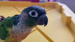 8 Minutes in the Life of a Talking Green Cheek Conure [upl. by Llehsor]