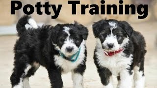 How To Potty Train A Bordoodle Puppy  Borderdoodle House Training Tips  Borderpoo Puppies [upl. by Delores827]