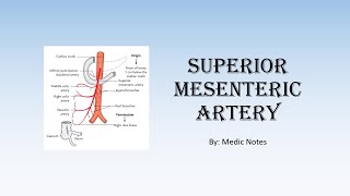 Superior mesenteric artery  anatomy branches arterial supply clinical relevance [upl. by Stovall]