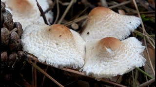 Lepiota cristata  Falsa mazza da tamburo  Stinking Dapperling 4k [upl. by Dina]