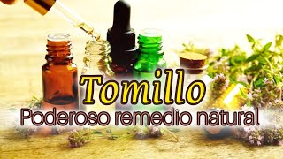 TOMILLO Propiedades Medicinales  Cómo Usarlo y Remedios Caseros [upl. by Ahtilat]