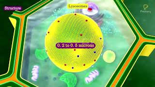 Practicallys Concepts  Lysosomes  LearnPractically [upl. by Kraft]