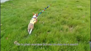 The puppywearing a harness and leashis walking on the grassfeeling excited and playful [upl. by Mateya746]