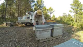 TUTO APICULTURE visite de printemps 2 [upl. by Eastman]