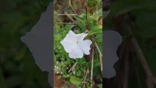 Thunbergia fragrans plant flower shorts shortsfeed [upl. by Jermaine186]