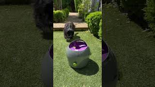 Petsafe ball launcher for sale [upl. by Ahsirt]